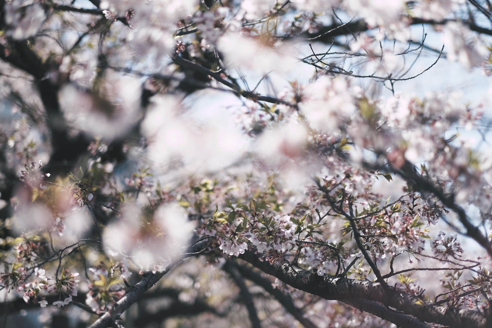 photo of cherry blossoms